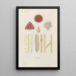 Franois Hrincq - Traite de botanique generale Pl062.webp