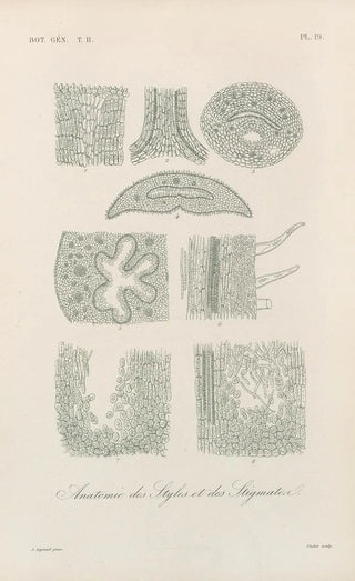 Franois Hrincq - Traite de botanique generale Pl070.webp