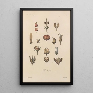 Franois Hrincq - Traite de botanique generale Pl074.webp