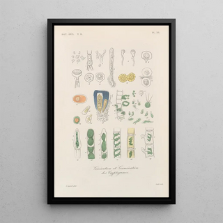 Franois Hrincq - Traite de botanique generale Pl079.webp