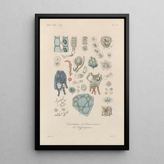 Franois Hrincq - Traite de botanique generale Pl080.webp