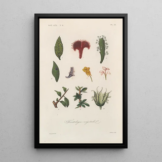 Franois Hrincq - Traite de botanique generale Pl084.webp