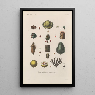 Franois Hrincq - Traite de botanique generale Pl088.webp