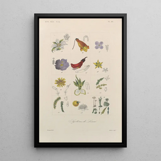 Franois Hrincq - Traite de botanique generale Pl091.webp