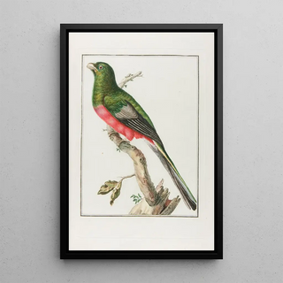 Franois Levaillant - Couroulou dafrique male.webp