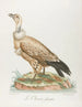 El cazador de aves - François Levaillant — vista de la obra