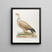 El cazador de aves - François Levaillant — cuadro enmarcado en la pared
