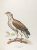Le Griffard - François Levaillant — vista de la obra