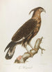The Huppard - François Levaillant — artwork view