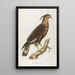 The Huppard - François Levaillant — framed artwork on a wall