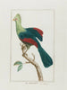 El turaco - François Levaillant — vista de la obra