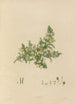 exotic plant drawings cultivated in the royal gardens of Kew Pl02 - Franz Andreas Bauer — artwork view