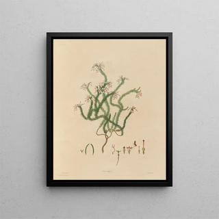 Franz Andreas Bauer - Delineations of exotick plants cultivated in the Royal gardens at Kew Pl03.webp