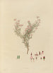 exotic plant drawings cultivated in the royal gardens of Kew Pl05 - Franz Andreas Bauer — artwork view