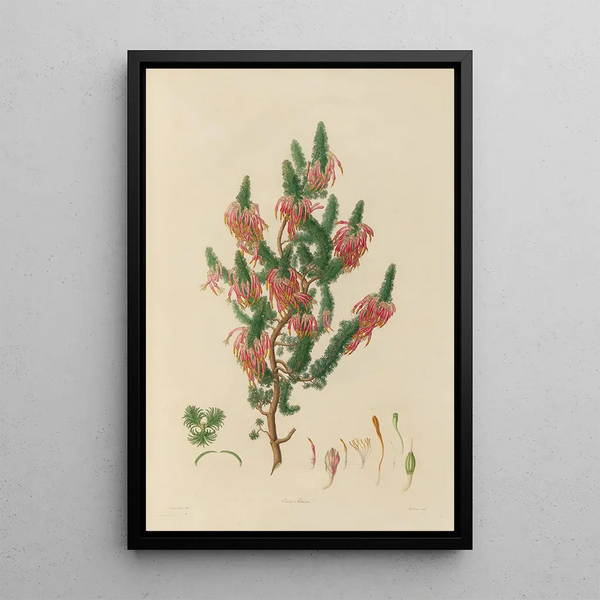Franz Andreas Bauer - Delineations of exotick plants cultivated in the Royal gardens at Kew Pl10.webp