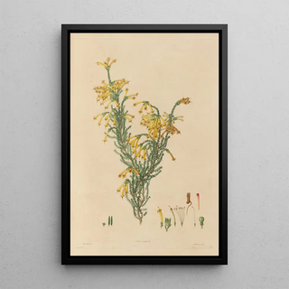 Franz Andreas Bauer - Delineations of exotick plants cultivated in the Royal gardens at Kew Pl12.webp