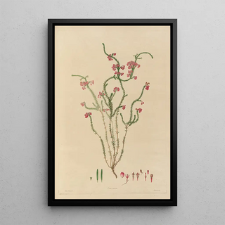 Franz Andreas Bauer - Delineations of exotick plants cultivated in the Royal gardens at Kew Pl15.webp