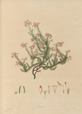 Franz Andreas Bauer - Delineations of exotick plants cultivated in the Royal gardens at Kew Pl17.webp
