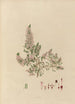 exotic plant drawings cultivated in the royal gardens of Kew Pl18 - Franz Andreas Bauer — artwork view