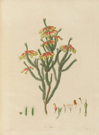 Franz Andreas Bauer - Delineations of exotick plants cultivated in the Royal gardens at Kew Pl20.webp