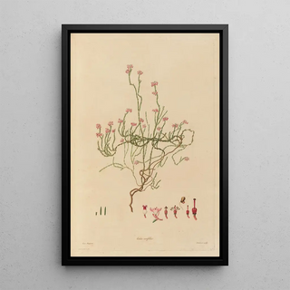 Franz Andreas Bauer - Delineations of exotick plants cultivated in the Royal gardens at Kew Pl21.webp