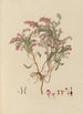Dibujo de plantas exóticas cultivadas en los jardines reales de Kew Pl23 - Franz Andreas Bauer — vista de la obra