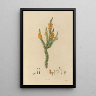 Franz Andreas Bauer - Delineations of exotick plants cultivated in the Royal gardens at Kew Pl24.webp