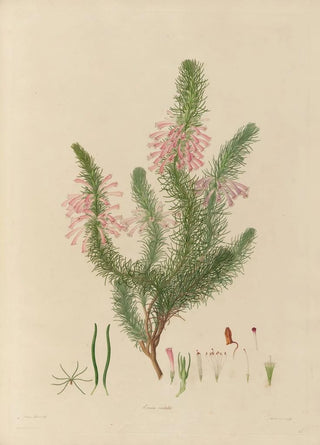 Franz Andreas Bauer - Delineations of exotick plants cultivated in the Royal gardens at Kew Pl26.webp