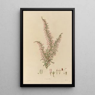 Franz Andreas Bauer - Delineations of exotick plants cultivated in the Royal gardens at Kew Pl27.webp