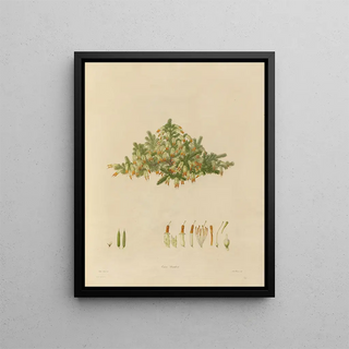 Franz Andreas Bauer - Delineations of exotick plants cultivated in the Royal gardens at Kew Pl29.webp