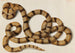 Serpiente - Franz Anton von Scheidel — vista de la obra