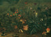 Piece of lawn with strawberries and cricket - Franz Michael Siegmund von Purgau l'Ancien — artwork view