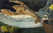 Nature morte avec bourdon - Franz Naager — artwork view