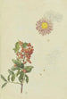 Aubépine et chrysanthème - Franz Theobald Horny — artwork view