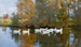 Autumn Landscape Painting with Ducks on a Pond - Franz Xaver Grell — artwork view