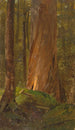 Estudio en los bosques de Maine - Frederic Edwin Church — vista de la obra