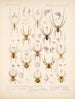 Arachnida Araneidea Pl 03 - Frederick DuCane Godman — vista de la obra