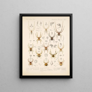 Frederick DuCane Godman - Arachnida Araneidea Pl 03.webp