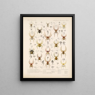 Frederick DuCane Godman - Arachnida Araneidea Pl 04.webp
