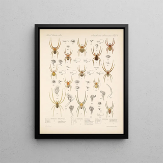 Frederick DuCane Godman - Arachnida Araneidea Pl 05.webp
