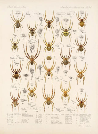 Frederick DuCane Godman - Arachnida Araneidea Pl 06.webp