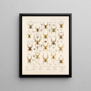 Frederick DuCane Godman - Arachnida Araneidea Pl 06.webp