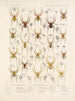 Arachnida Araneidea Pl 07 - Frederick DuCane Godman — vista de la obra