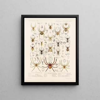 Frederick DuCane Godman - Arachnida Araneidea Pl 08.webp