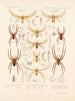 Arachnida Araneidea Pl 13 - Frederick DuCane Godman — vista de la obra