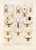 Arachnida Araneidea Pl 15 - Frederick DuCane Godman — vista de la obra