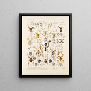 Frederick DuCane Godman - Arachnida Araneidea Pl 24.webp