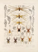 Arachnida Araneidea Pl 30 - Frederick DuCane Godman — vista de la obra