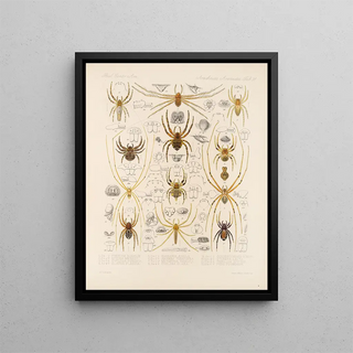 Frederick DuCane Godman - Arachnida Araneidea Pl 31.webp
