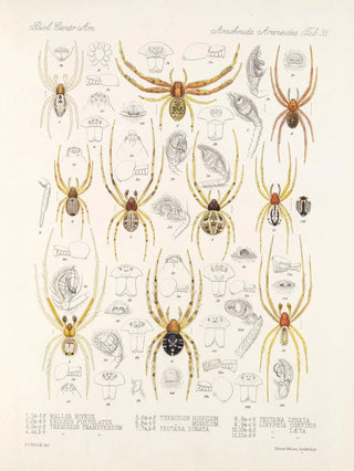 Frederick DuCane Godman - Arachnida Araneidea Pl 35.webp